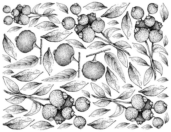 Tropical Fruit, Illustration Wallpaper of Hand Drawn Sketch of Fresh Guabiju or Myrcianthes Pungens and Guabiraba or Campomanesia Lineatifolia Fruits Isolated on White Background.