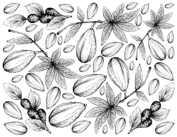 Tropiska Frukter Illustration Bakgrund Handritad Skiss Färska Vilda Papaya Eller — Stock vektor