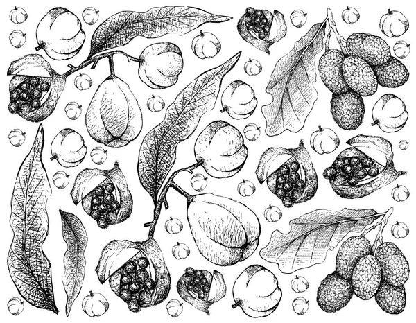 Frutas Frescas Ilustración Fondo Pantalla Boceto Dibujado Mano Nuez Cola — Archivo Imágenes Vectoriales