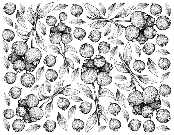 Tropikal meyve, elle çizilmiş kroki taze Guabiju veya beyaz arka plan üzerinde izole Myrcianthes Pungens meyve duvar kağıdı illüstrasyon.