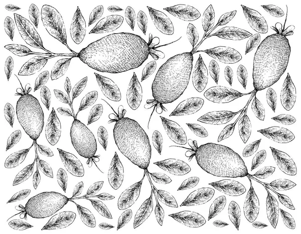Tropiska Frukter Illustration Tapet Handritad Skiss Guavasteen Feijoa Eller Acca — Stock vektor
