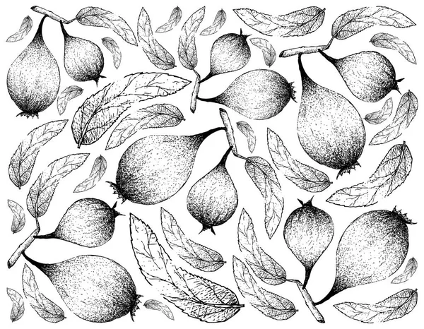 Egzotikus Gyümölcsök Illusztráció Háttérkép Kézzel Rajzolt Vázlat Humbug Gyümölcsök Vagy — Stock Vector
