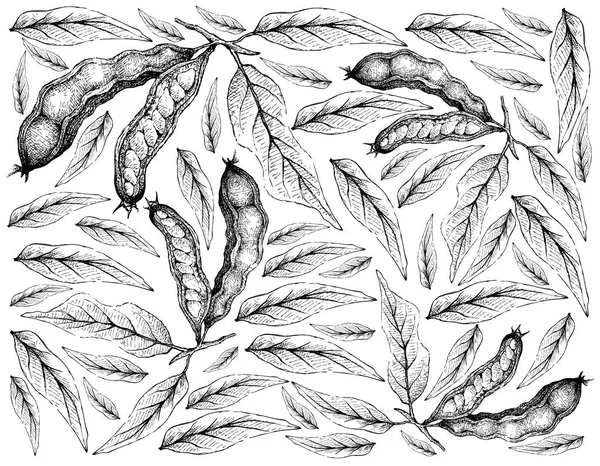 トロピカル フルーツ 手描きスケッチ アイス クリーム豆パカイのイラスト壁紙や白背景に分離されたインガ マテバシイ果物 食物繊維 ビタミンやミネラルの良い情報源 — ストックベクタ