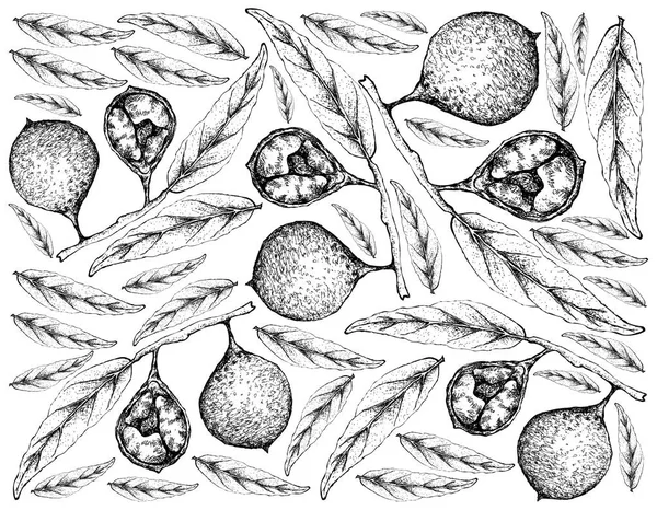 トロピカル フルーツ 手描きスケッチの新鮮な Ivru の木や白い背景で隔離 Siphonodon Celastrineus 果物のイラストの壁紙 — ストックベクタ