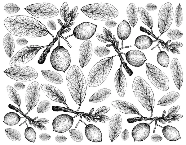 Frutas Tropicais Ilustração Papel Parede Mão Desenhado Sketch Imbe Mangostão —  Vetores de Stock