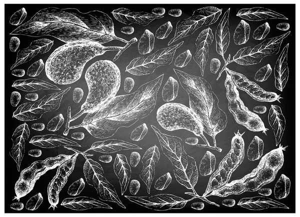 Tropikalne Owoce Ilustracja Tapeta Tło Odręczny Szkic Orzechem Koli Fasoli — Wektor stockowy