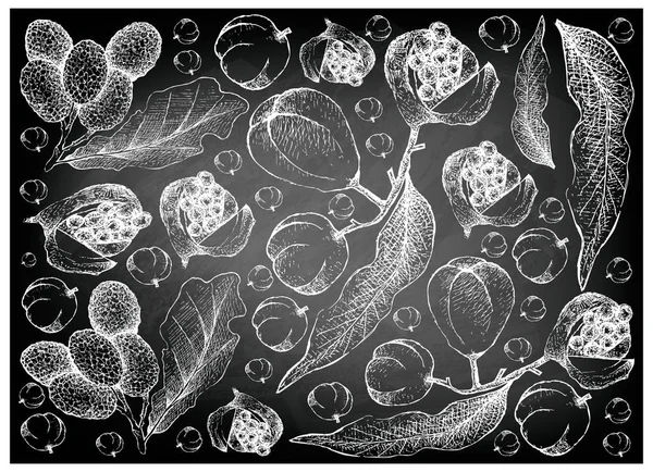 新鮮な果物 手描きスケッチ新鮮なコーラと Korlan または黒い黒板 Nephelium Hypoleucum 果実のイラスト壁紙背景 — ストックベクタ