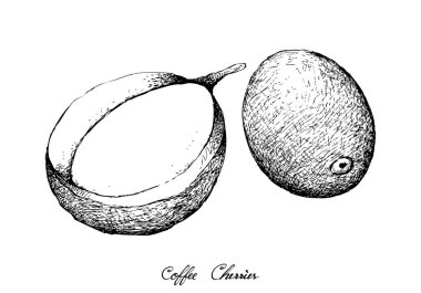 Beyaz arka plan üzerinde izole kahve çekirdekleri ile kahve çilek illüstrasyon el çizilmiş kroki.