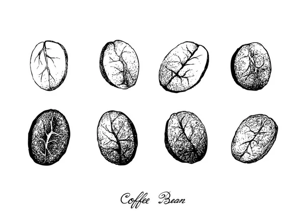 Illustratie Hand Getrokken Schets Van Geassorteerde Gebrande Koffiebonen Geïsoleerd Witte — Stockvector