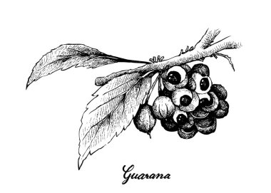 Guarana veya Paullinia Cupana Meyve El Çizilmiş