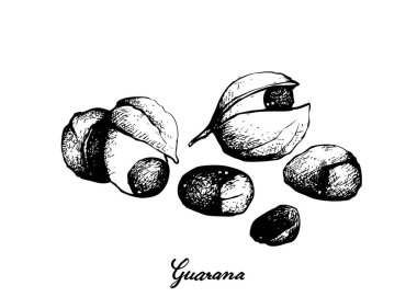 Guarana veya Paullinia Cupana Meyve El Çizilmiş