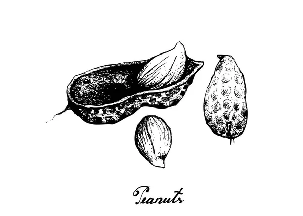 Hand gezeichnet von Erdnusspflanze auf weißem Hintergrund — Stockvektor