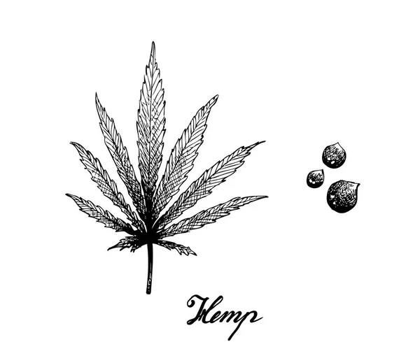 手绘大麻叶和种子 — 图库矢量图片