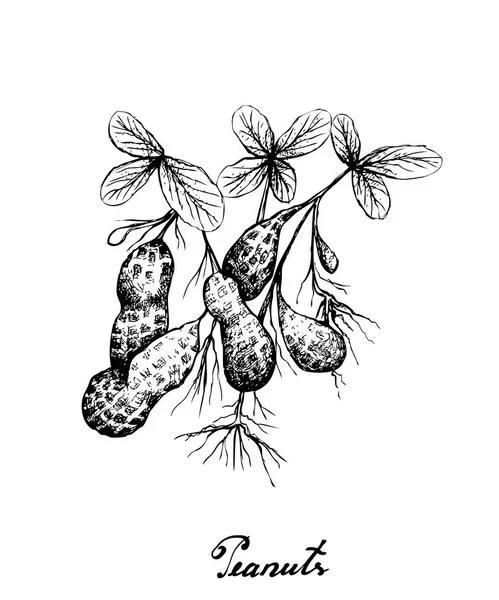 Dibujado a mano de planta de cacahuetes sobre fondo blanco — Vector de stock