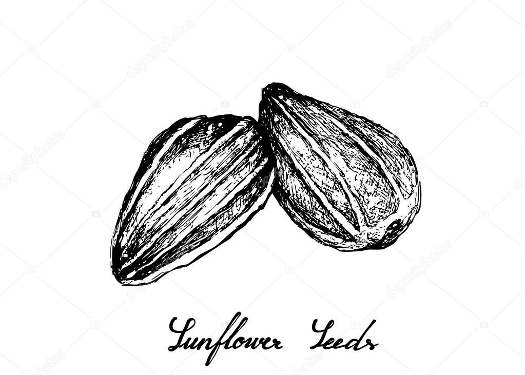 Hand Drawn of Sunflower Seeds on White Background