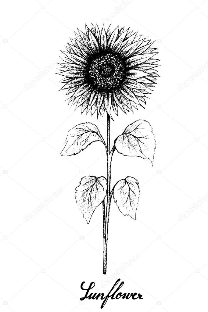Hand Drawn of Sunflower on White Background