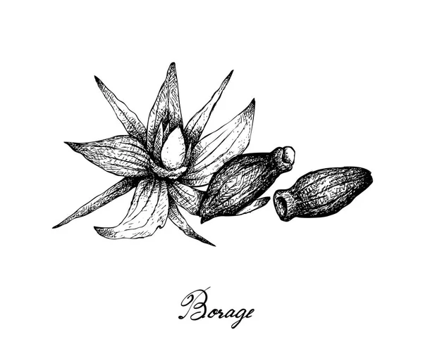 Dibujado a mano de semillas de borraja sobre fondo blanco — Vector de stock