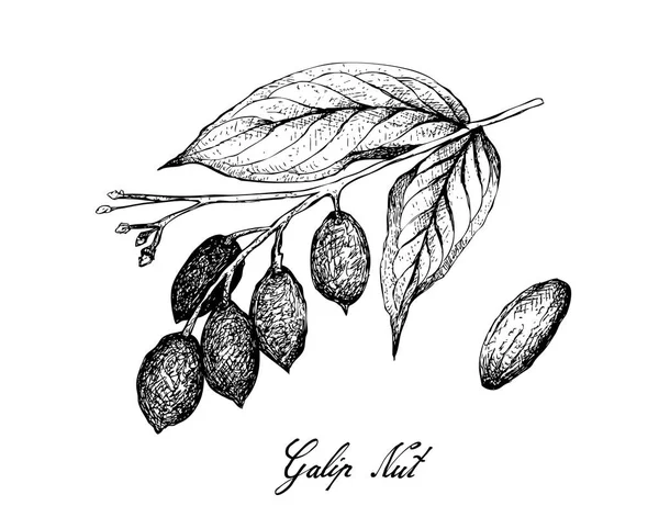 Ruka čerta z Galip ořechu na větvi — Stockový vektor