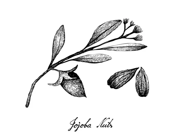Mão desenhada de nozes e sementes de Jojoba —  Vetores de Stock