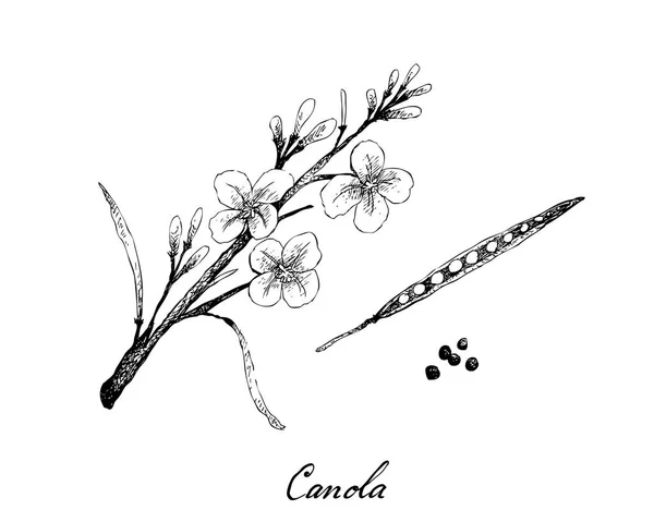 Dibujado a mano de vaina de canola y semillas — Vector de stock