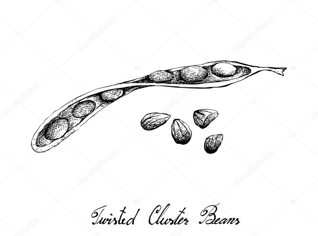 Hand Drawn Sketch of Twisted Cluster Beans