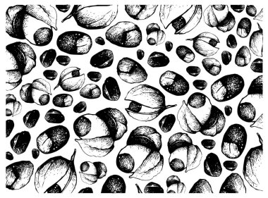 El Guarana veya Paullinia Cupana Meyve Arka Plan çizilmiş