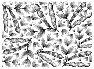 Taze Fava Fasulye Arka Plan El Çizilmiş