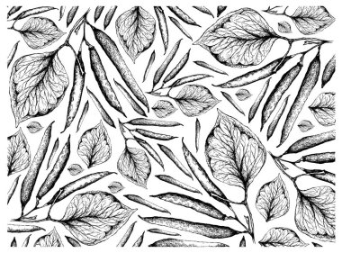 Taze Yeşil Fasulye Arka Plan El Çizilmiş