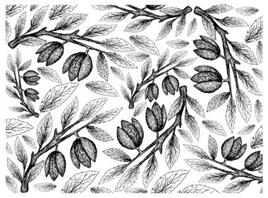 Dalda Bademlerin Elle Çizilmiş Arka Planı