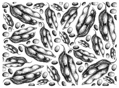 Hand Drawn of Fresh Green Soybeans Background clipart
