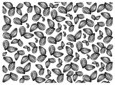 Beyaz Arka Plan üzerine Ayçiçeği Nin El Çizilmiş