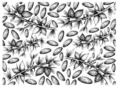 Argan Tohumu Arka Planının El Çizilmiş