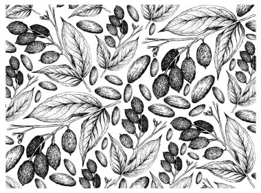 Galip Fındık Arka Plan El Çizilmiş