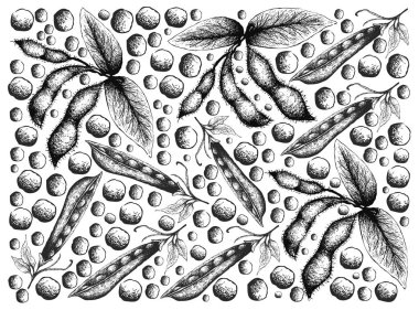 Hand Drawn of Snow Peas and Soybeans Background clipart