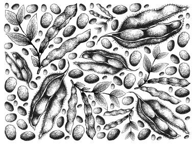 Fava Fasulyesi ve Soya Fasulyesi Arka Plan El Çizilmiş