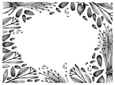 Keten Tohumu ve Jojoba Fındık El Çizilmiş Çerçeve