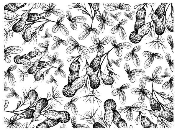 グラウンドナッツの背景を持つピーナッツ植物の手描き — ストックベクタ