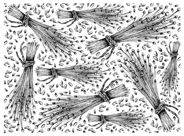 Dibujado a mano de semillas de lino o Linum Usitatissimum Fondo — Vector de stock