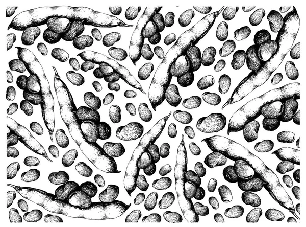 Mão desenhada de fundo de feijão de fava fresco — Vetor de Stock