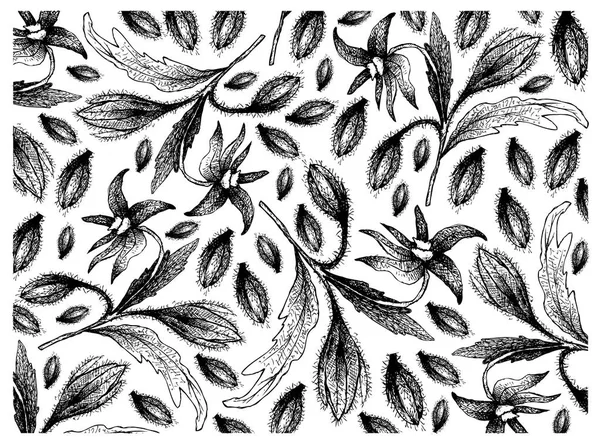 Hand gezeichnet von Borretsch Samen auf weißem Hintergrund — Stockvektor