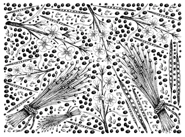 Ручной рисунок канолы и семян льна — стоковый вектор