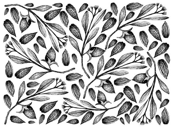 El Jojoba Fındık ve Tohum arka plan çizilmiş