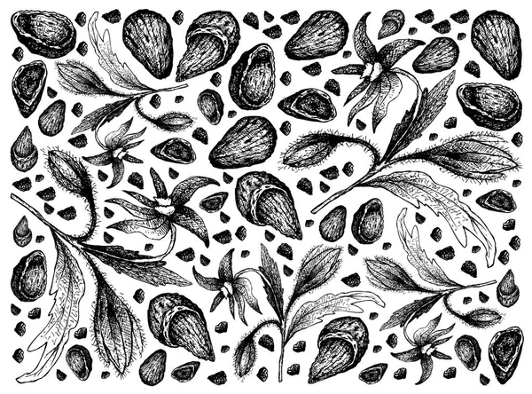 Dibujado a mano de semillas de borraja y almendras Fondo — Vector de stock