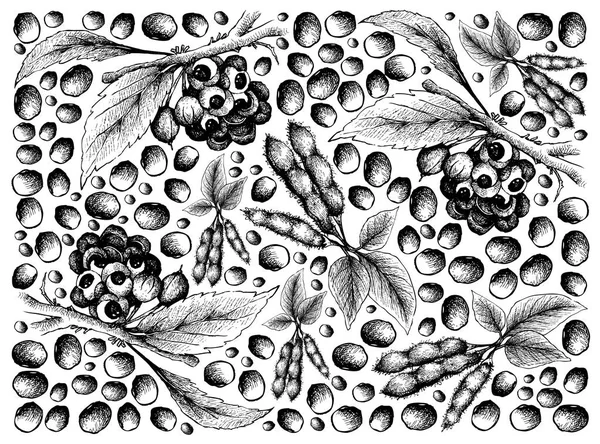 グアラナ果実と大豆の背景の手描き — ストックベクタ