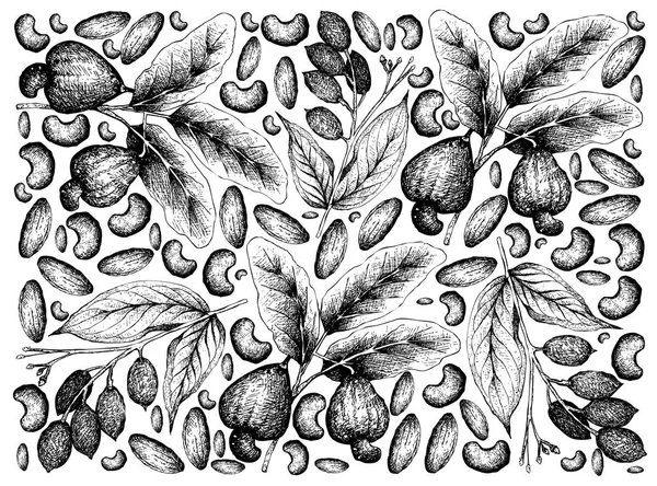 Dibujado a mano de anacardos y Galip Nuts Fondo — Archivo Imágenes Vectoriales