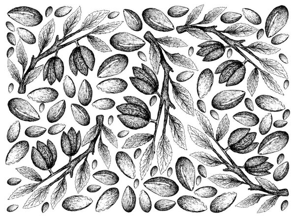 Hand Drawn of Argan Seeds and Almonds Background