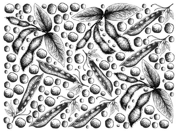 Dibujado a mano de guisantes de nieve y fondo de soja — Archivo Imágenes Vectoriales