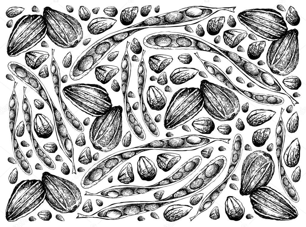 Hand Drawn Sketch of Twisted Cluster Beans and Sunflower Seeds