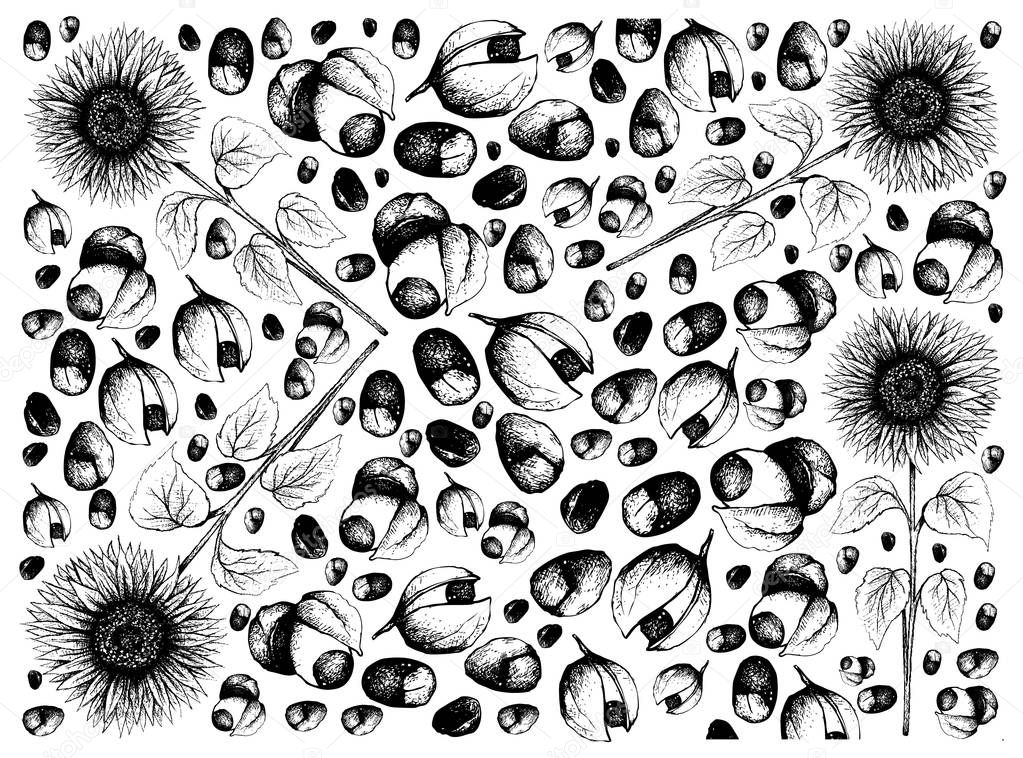 Hand Drawn of Sunflower and Guarana Fruits Background