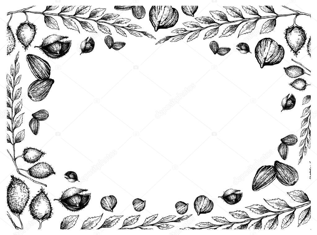 Hand Drawn Frame of Sunflower Seeds and Chick Peas